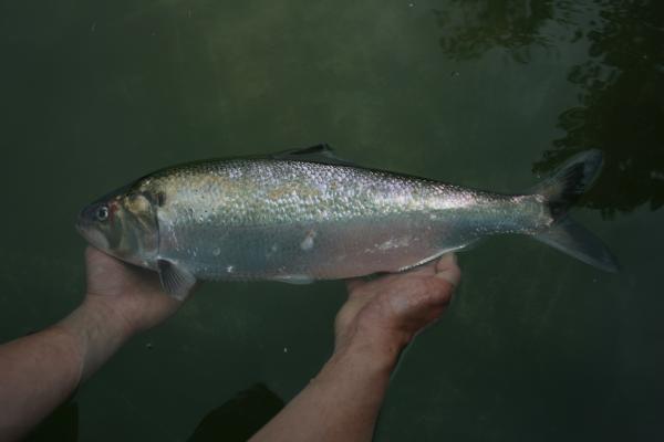 Adulter Maifisch